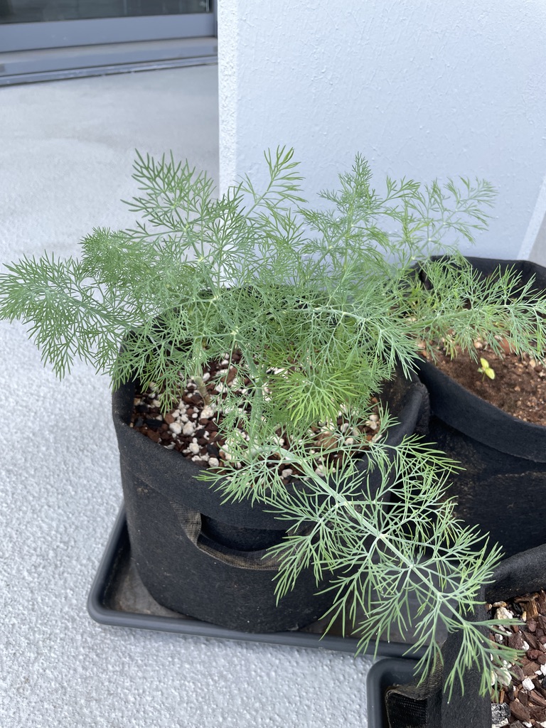 Dill