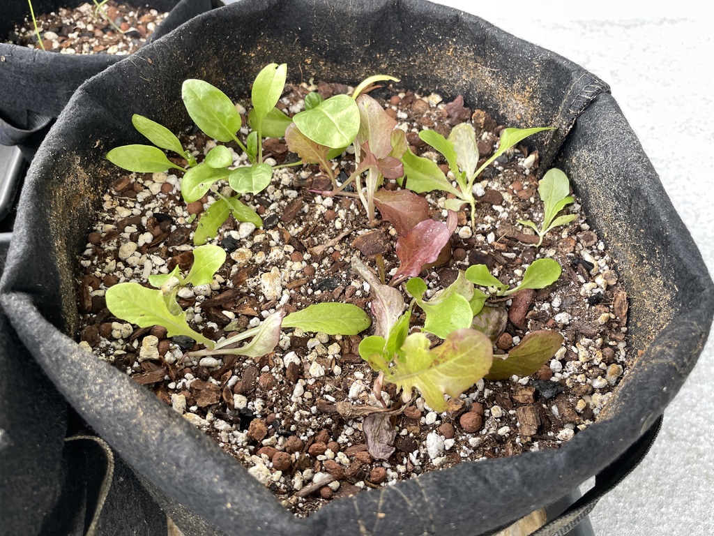 Salad Bowl