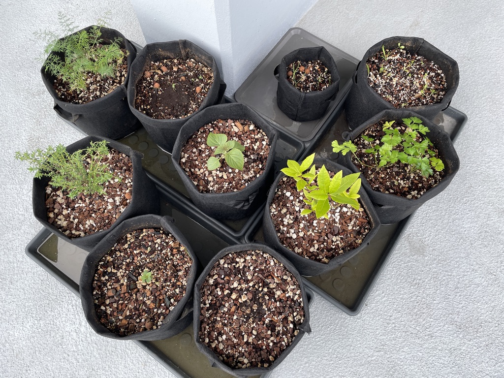 Soil Setup & Nutrients