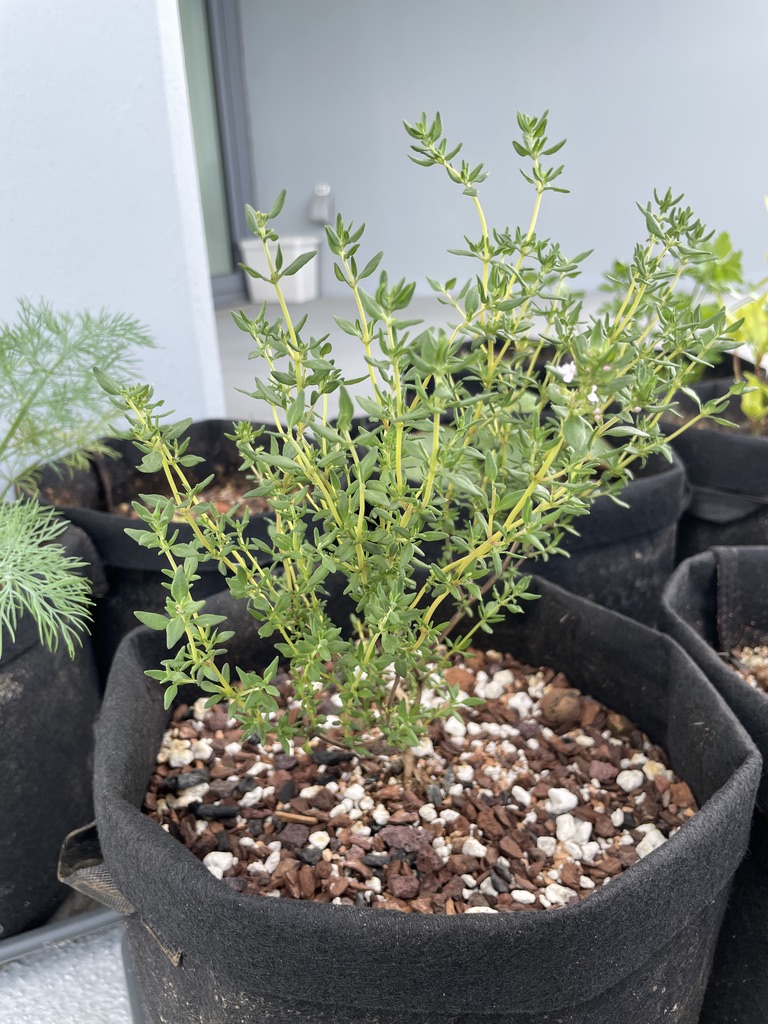 Thyme