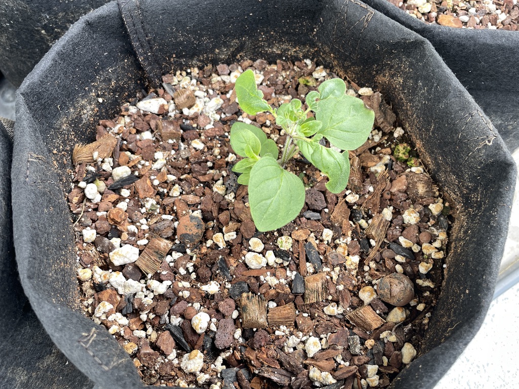 Oregano