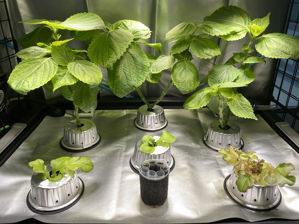 Hydroponics