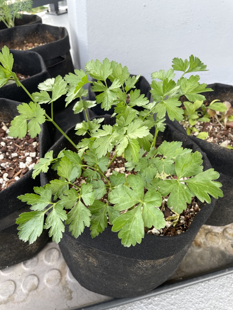 Parsley