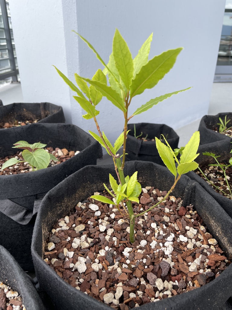 Bay Laurel