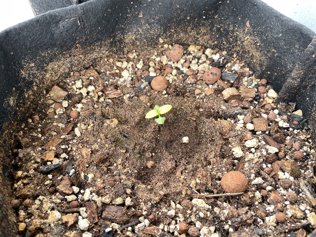 Basil