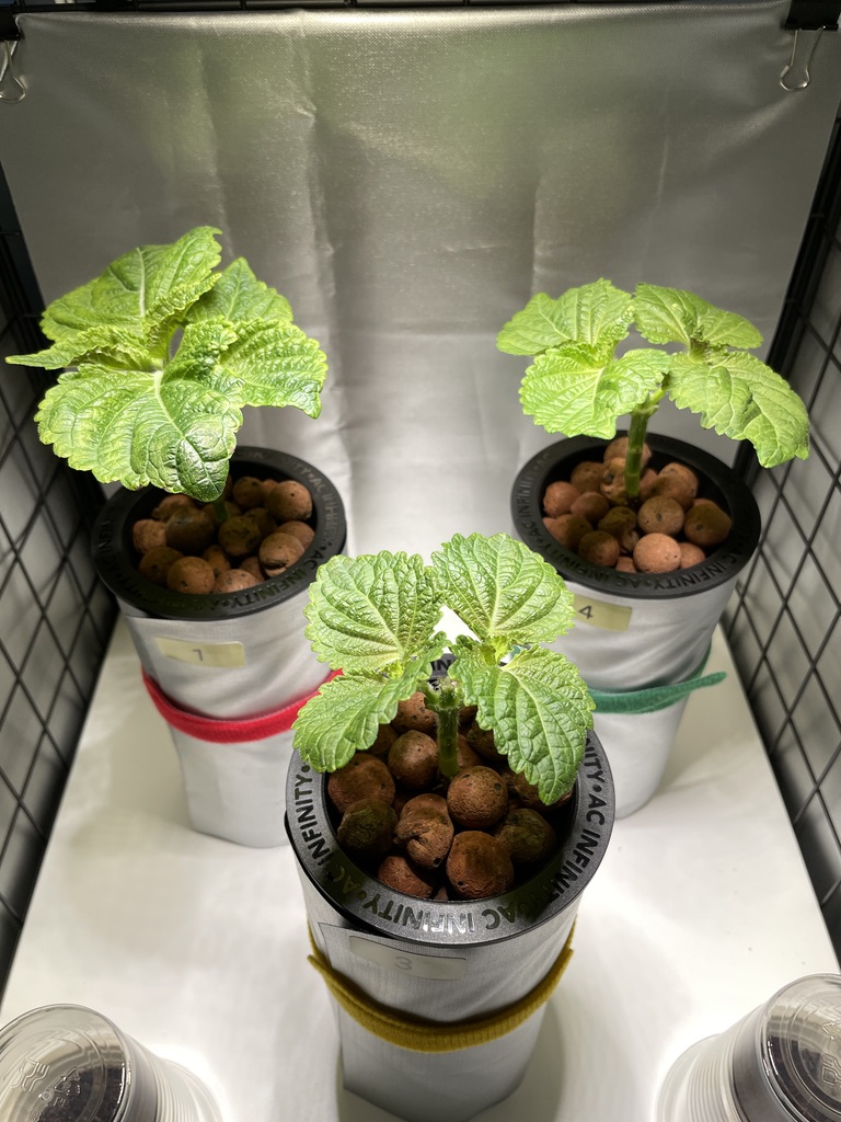 After topping